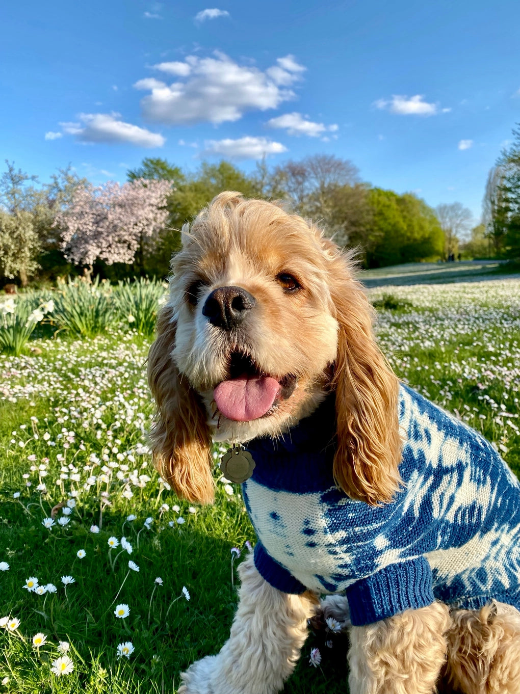 Wooliie Merino Wool Plain Knit Dog Sweater