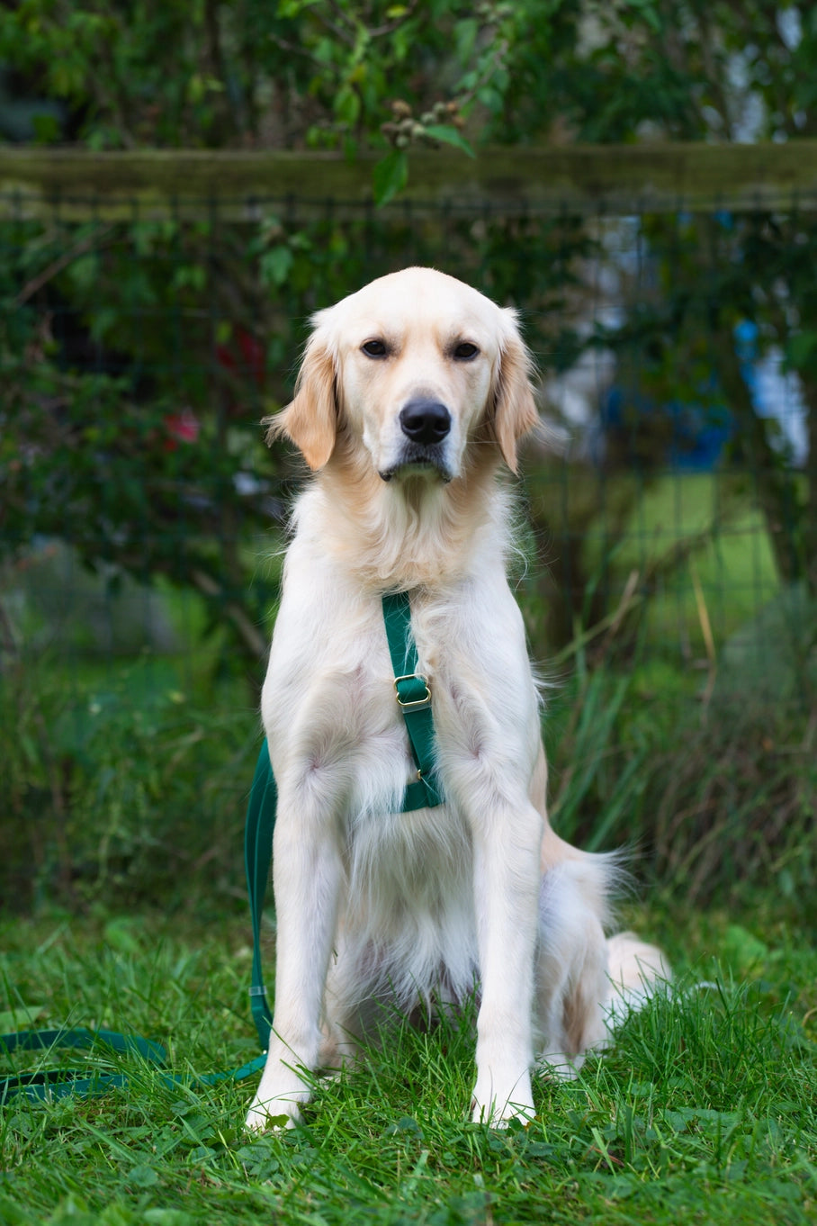 Sunny Tails Cloud Lite Harness