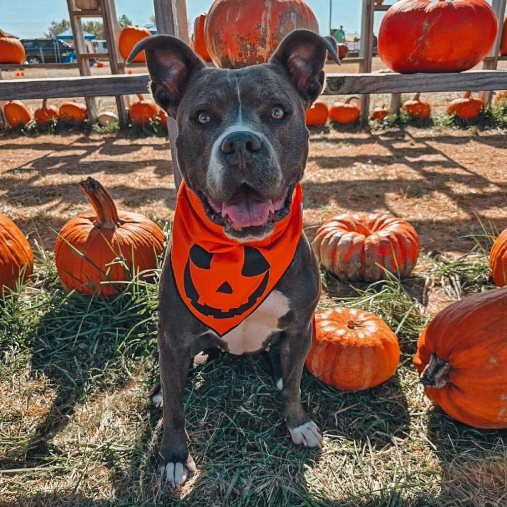 Boneyard Co "Jack-O-Lantern" Dog Bandana