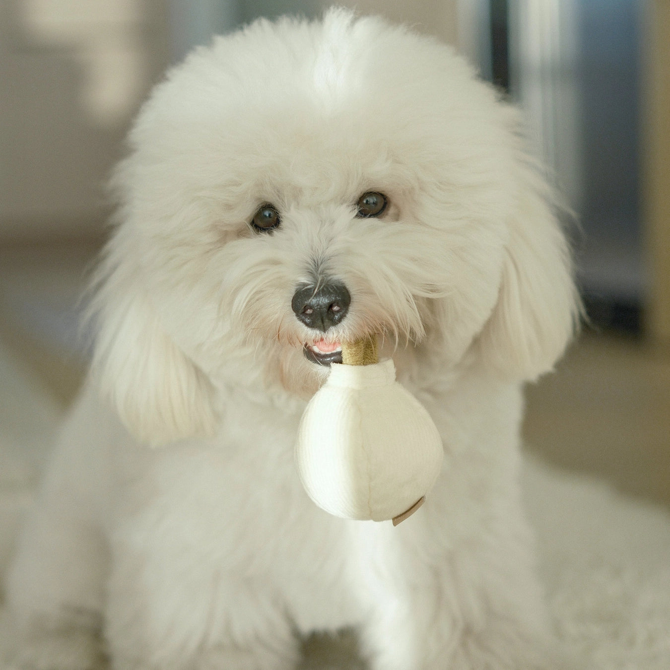 Lambwolf Collective Garlic Pop Toy