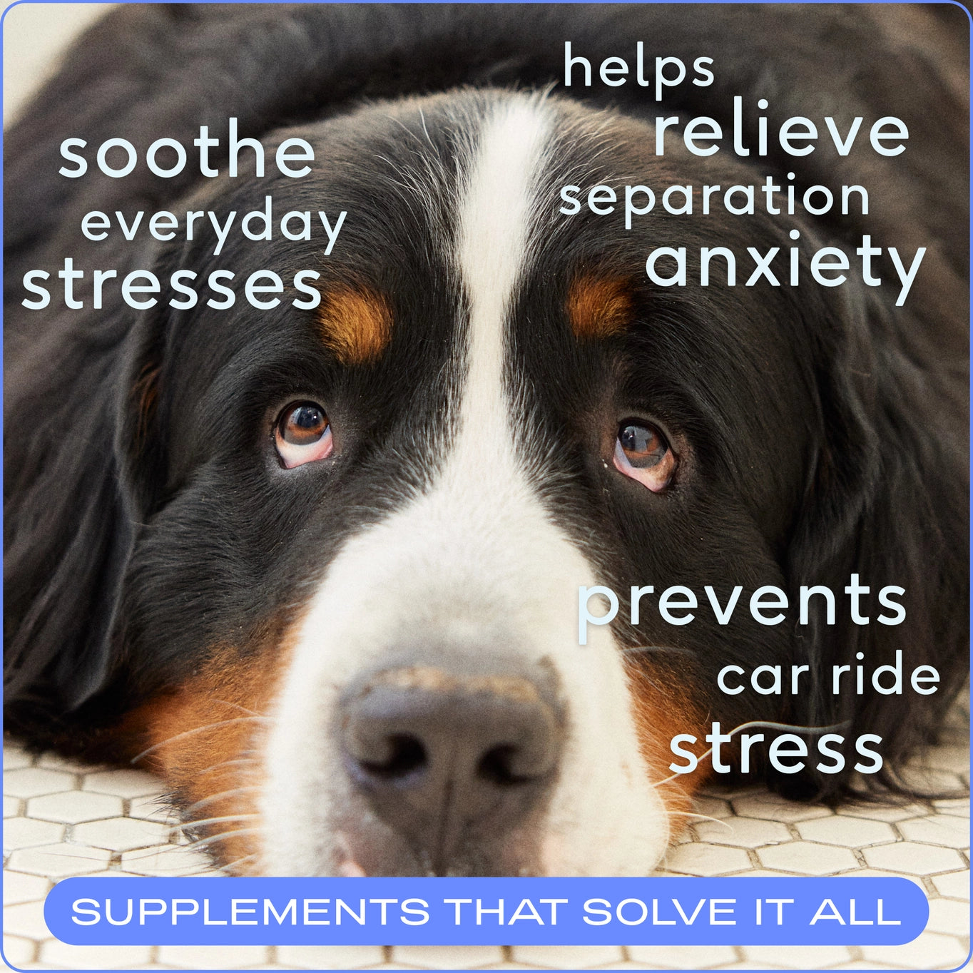 Native Pet Calm Chews Anxiety & Calming Supplement For Dogs - 60ct