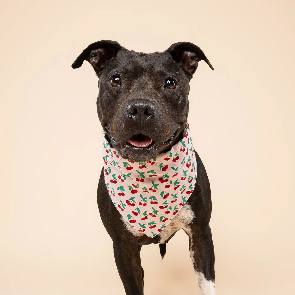 Four Paws Annex Cherry Pop Dog Bandana