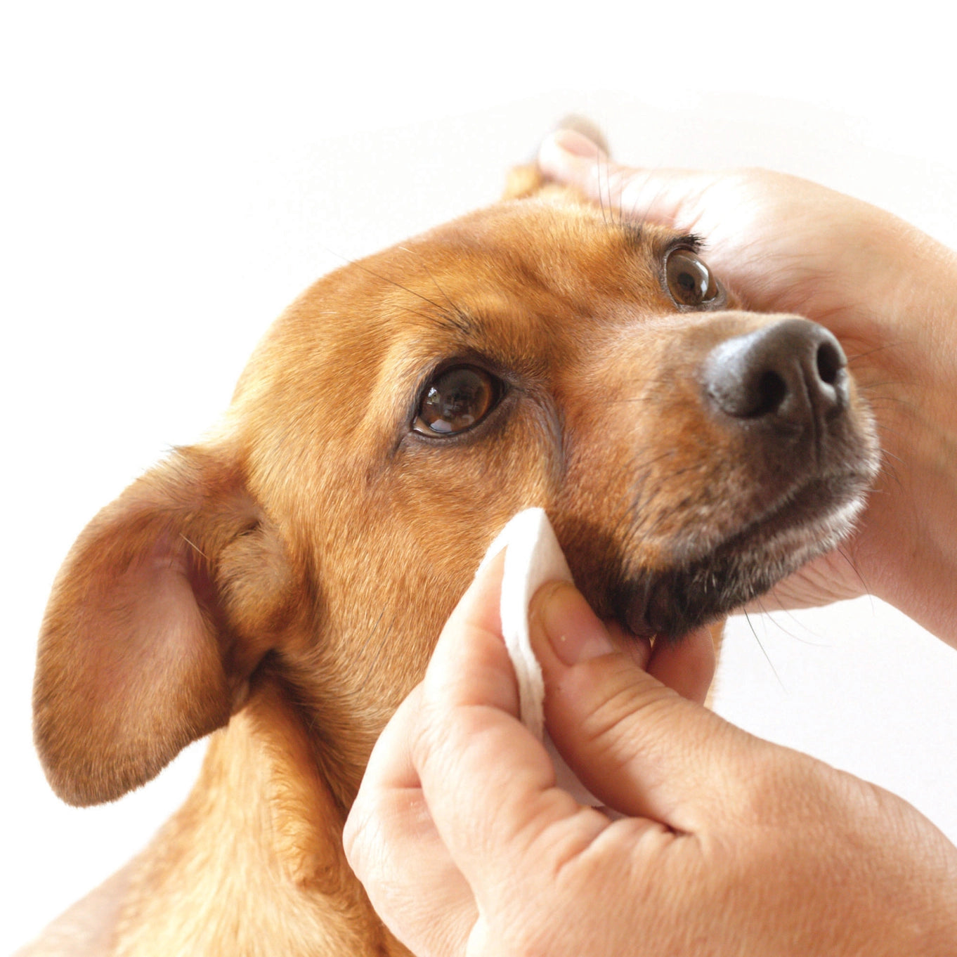 Pure And Natural Pet Tear Stain Removing Under Eye Wipes For Dogs