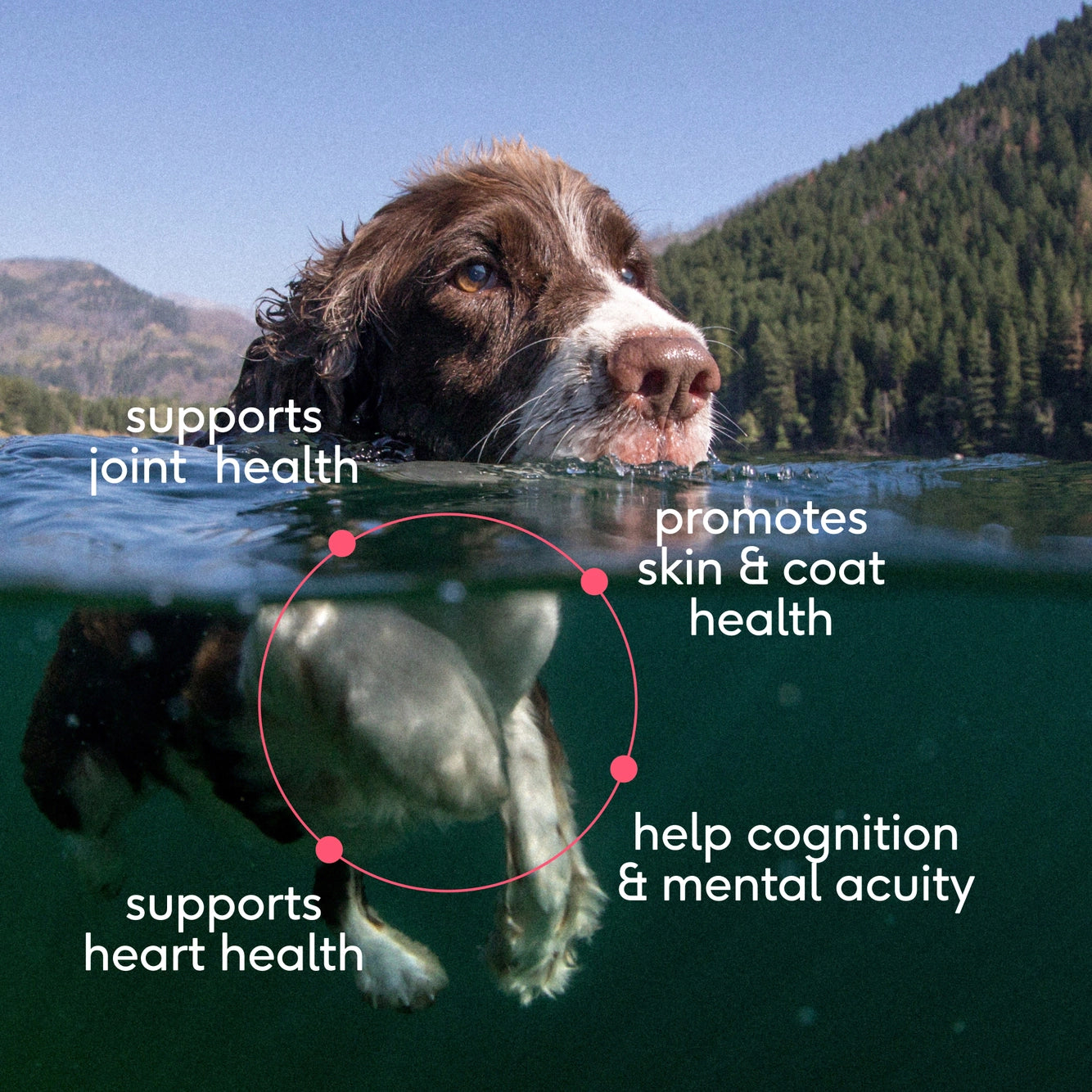 Native Pet Wild-Caught Alaskan Sockeye Salmon Oil, Skin & Coat Health