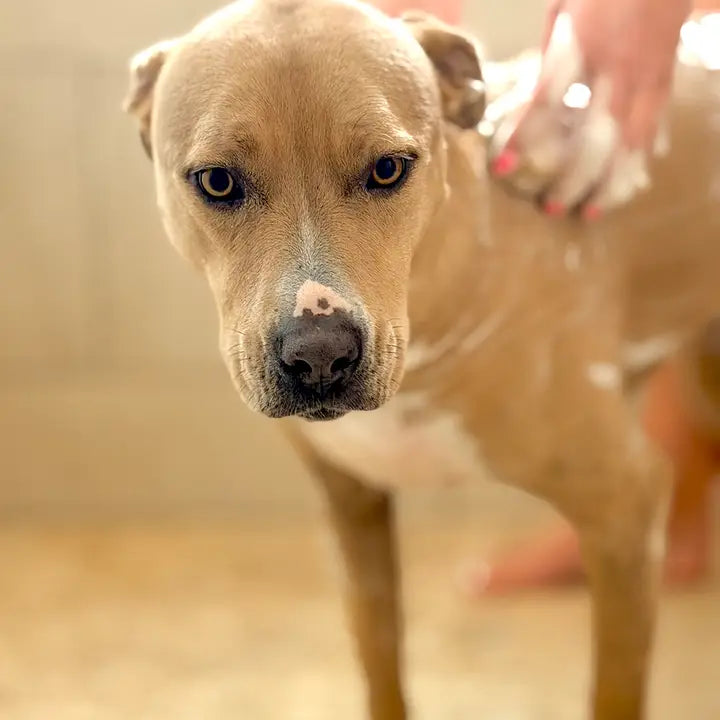 Cordoba Farms Sugar Dog Shampoo Bar
