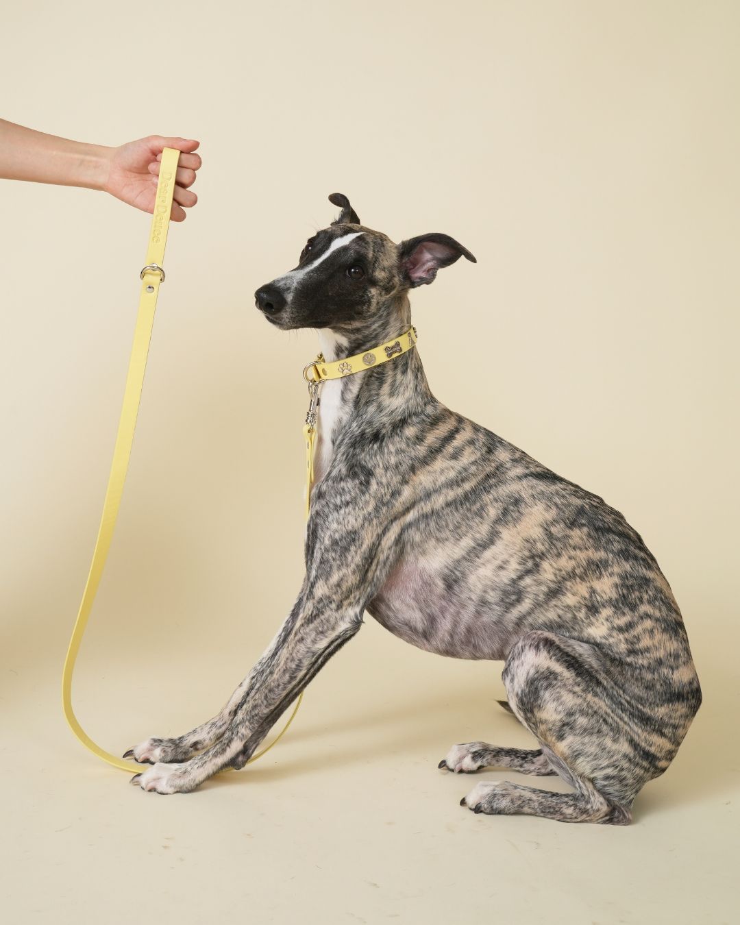 Dear Deuce The Social Butterfly Leash