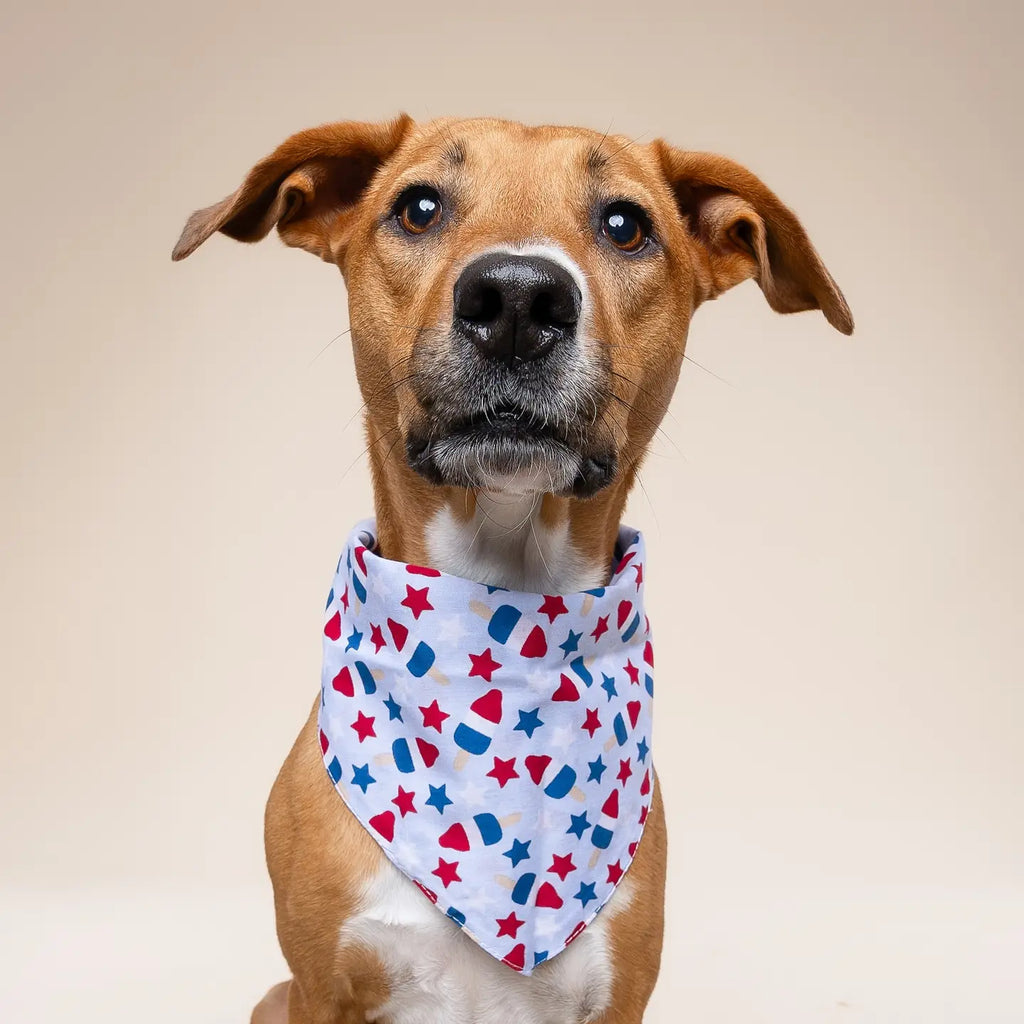 Four Paws Annex Pop 4th of July Dog Bandana