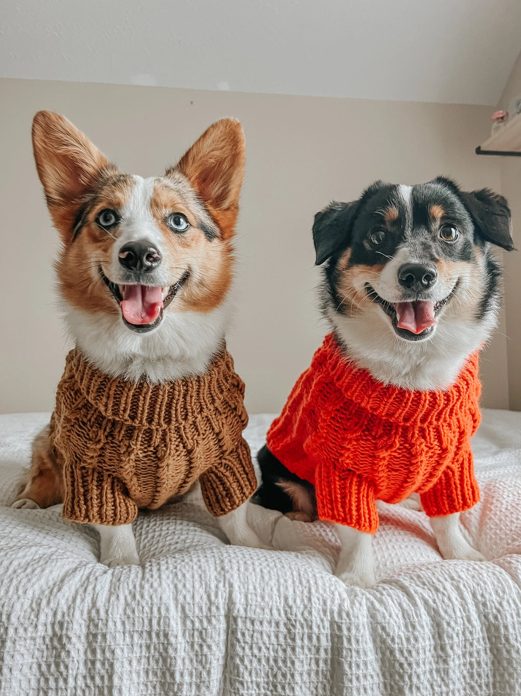 Sassy Woof Dog Cable Knit Sweater