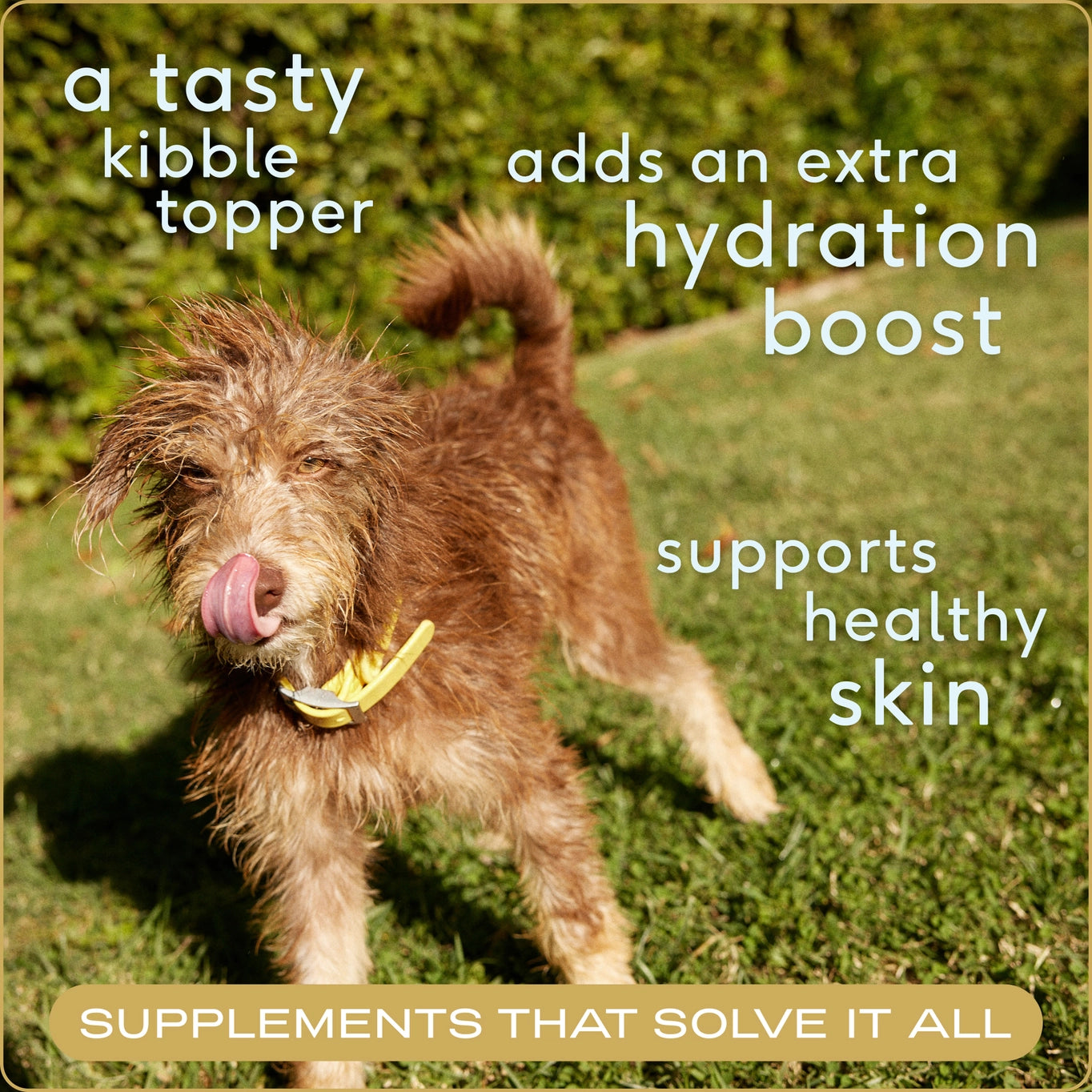 Native Pet Beef Bone Broth Powder, Grain-Free Food Topper