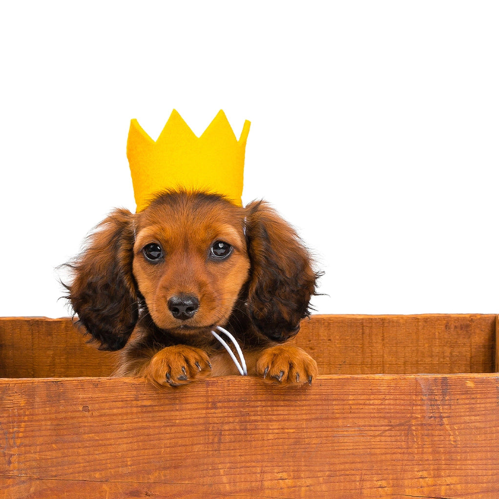 ModernBeast Party Beast Crown
