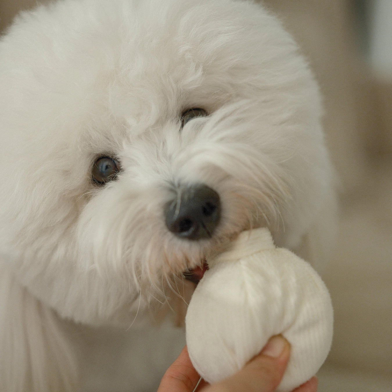 Lambwolf Collective Garlic Pop Toy