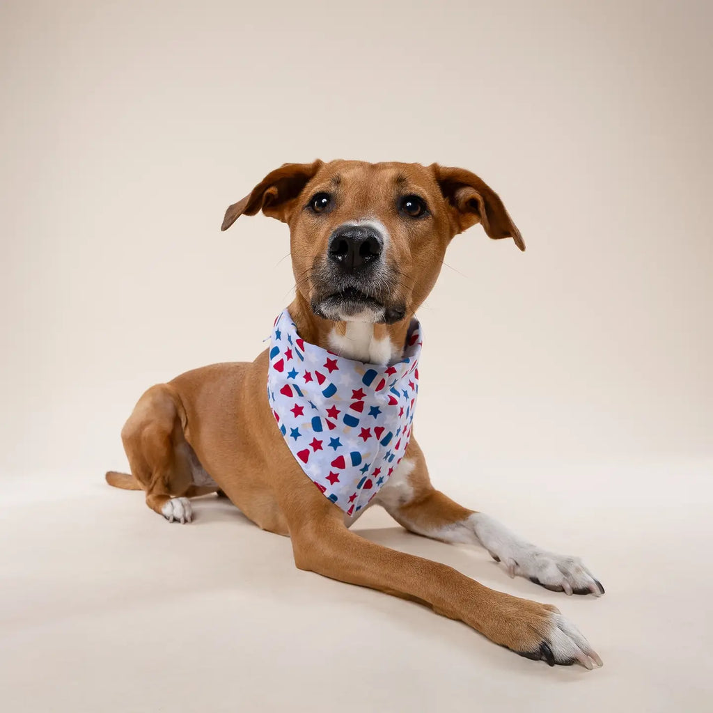 Four Paws Annex Pop 4th of July Dog Bandana