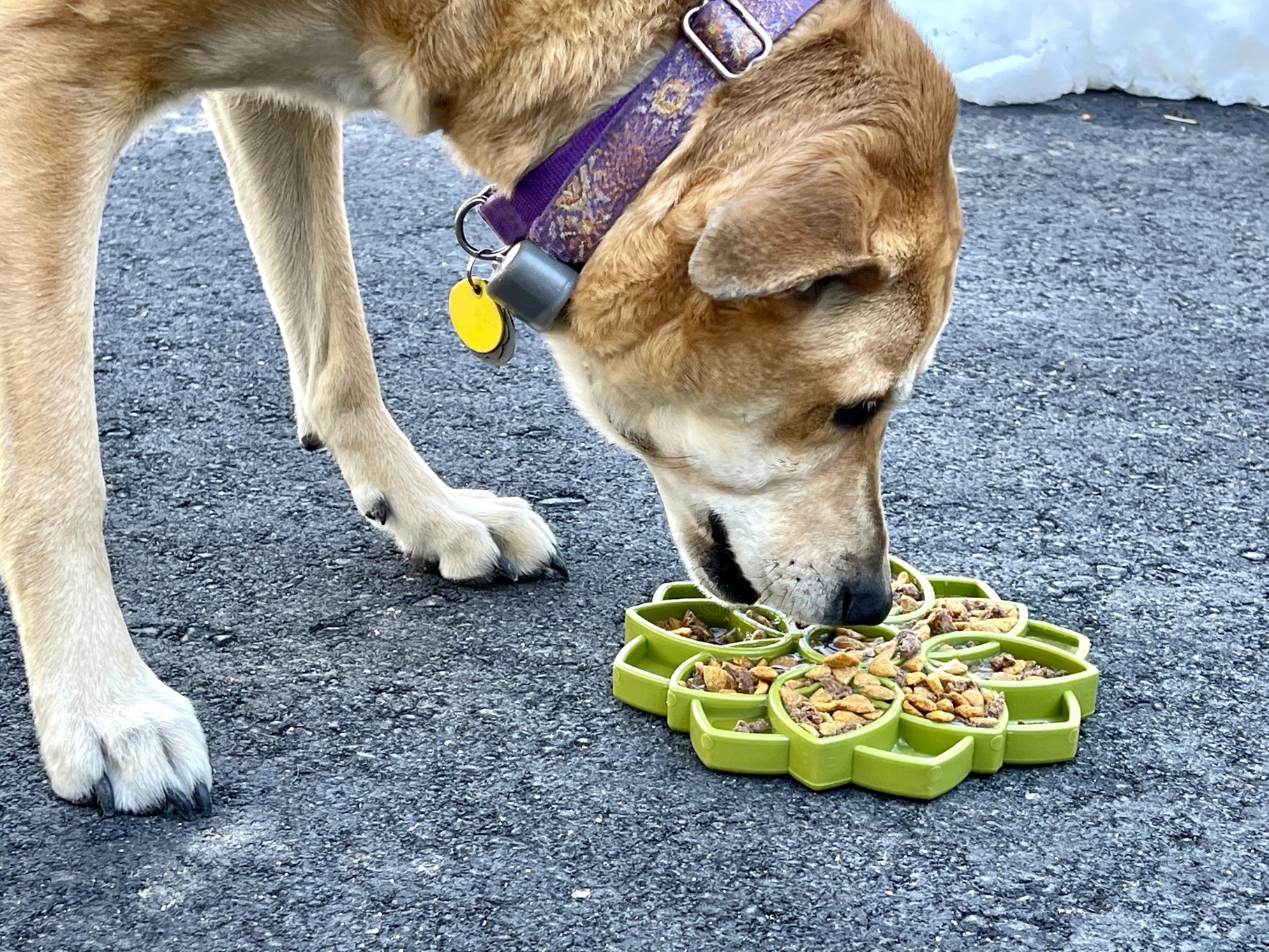 Sodapup Mandala Design Enrichment Tray For Dogs