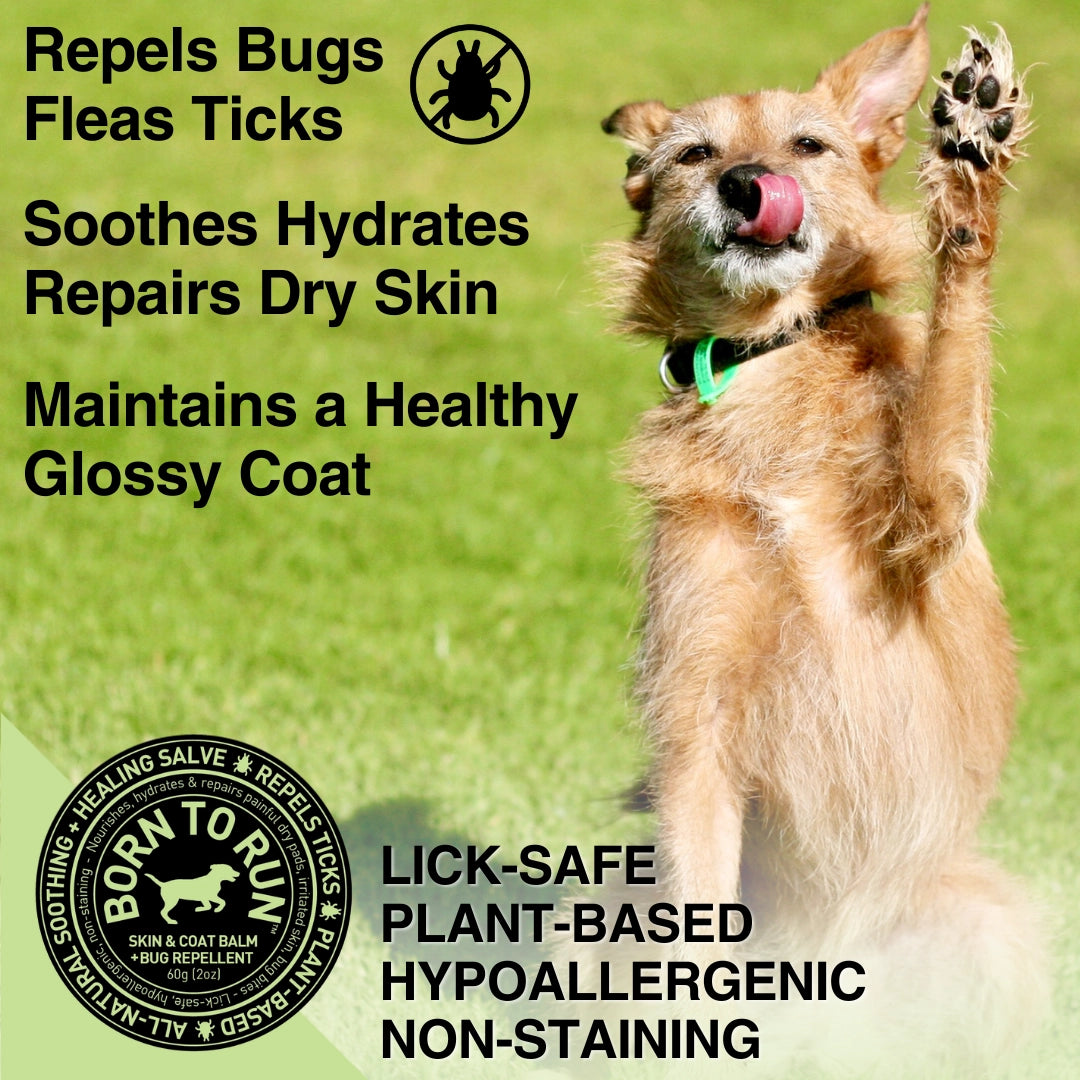 Born To Run Skin & Coat Healing Balm w/ Bug Repellent Organic
