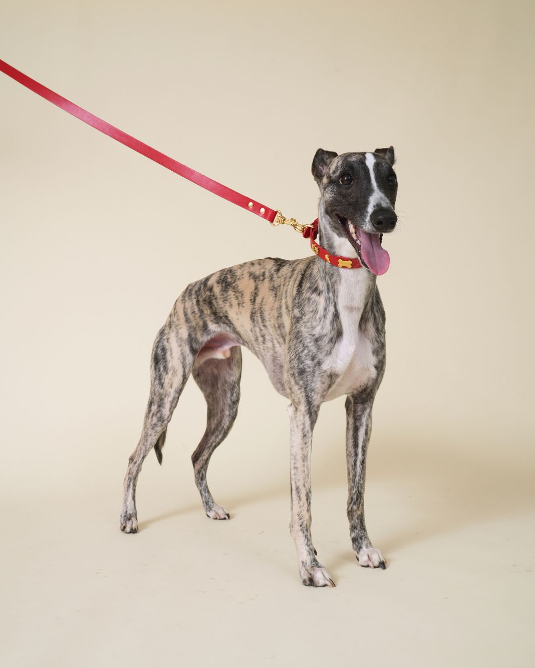 Dear Deuce The Foodie Leash