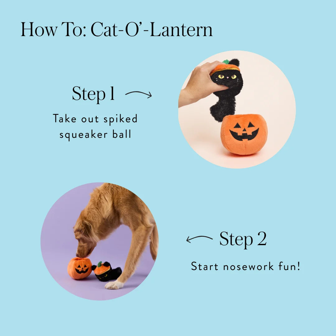 The Foggy Dog Cat-O'-Lantern 2-in-1 Bounce Dog toy