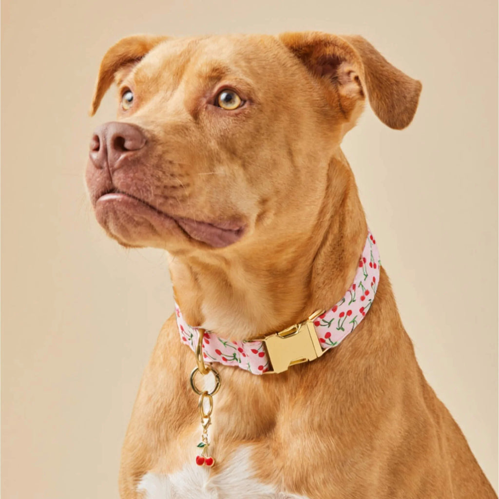 The Foggy Dog Cherry Jubilee Dog Collar