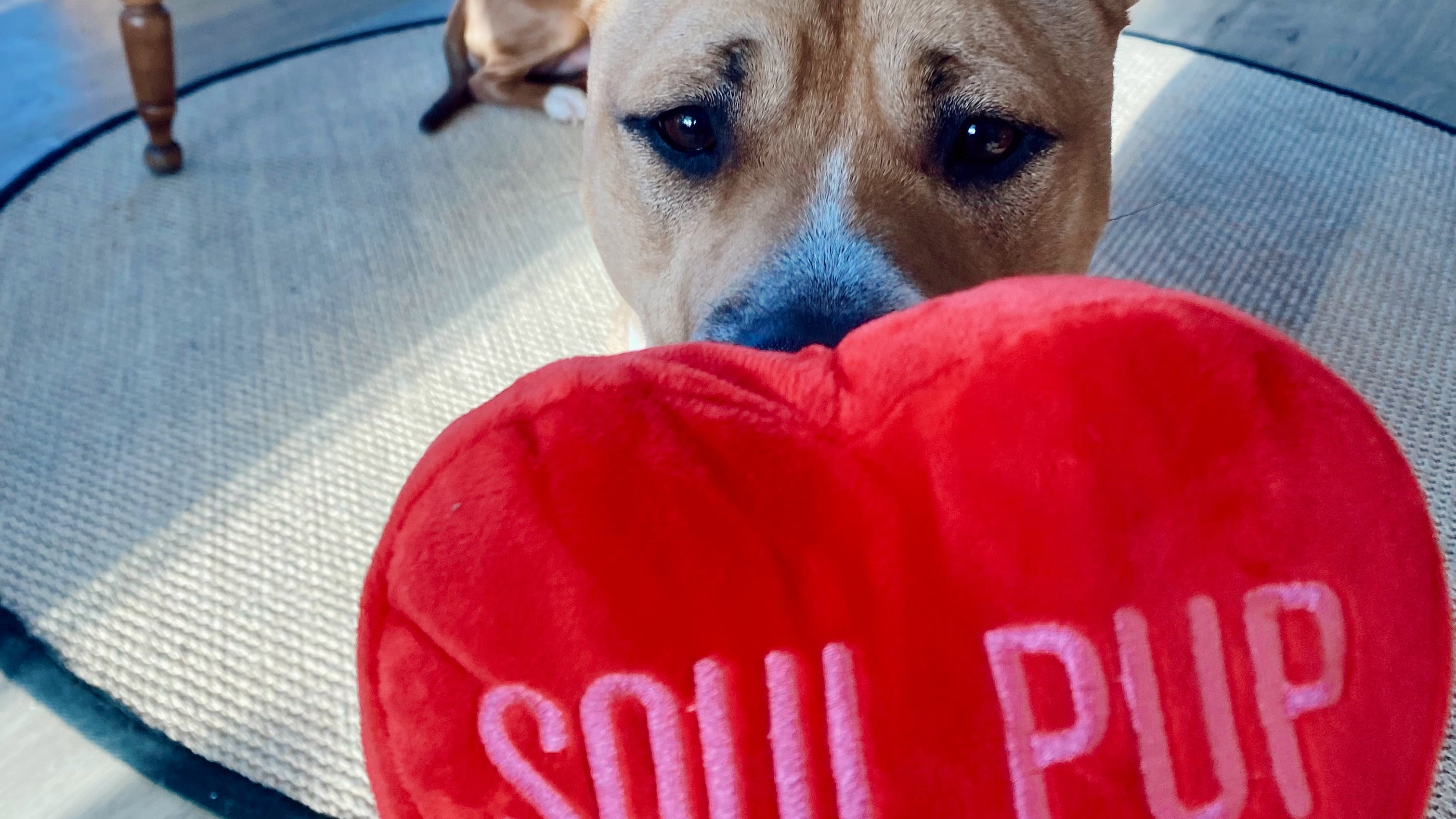 Small dog holding a red heart-shaped pillow with 'SOUL PUP' text on a wooden floor.