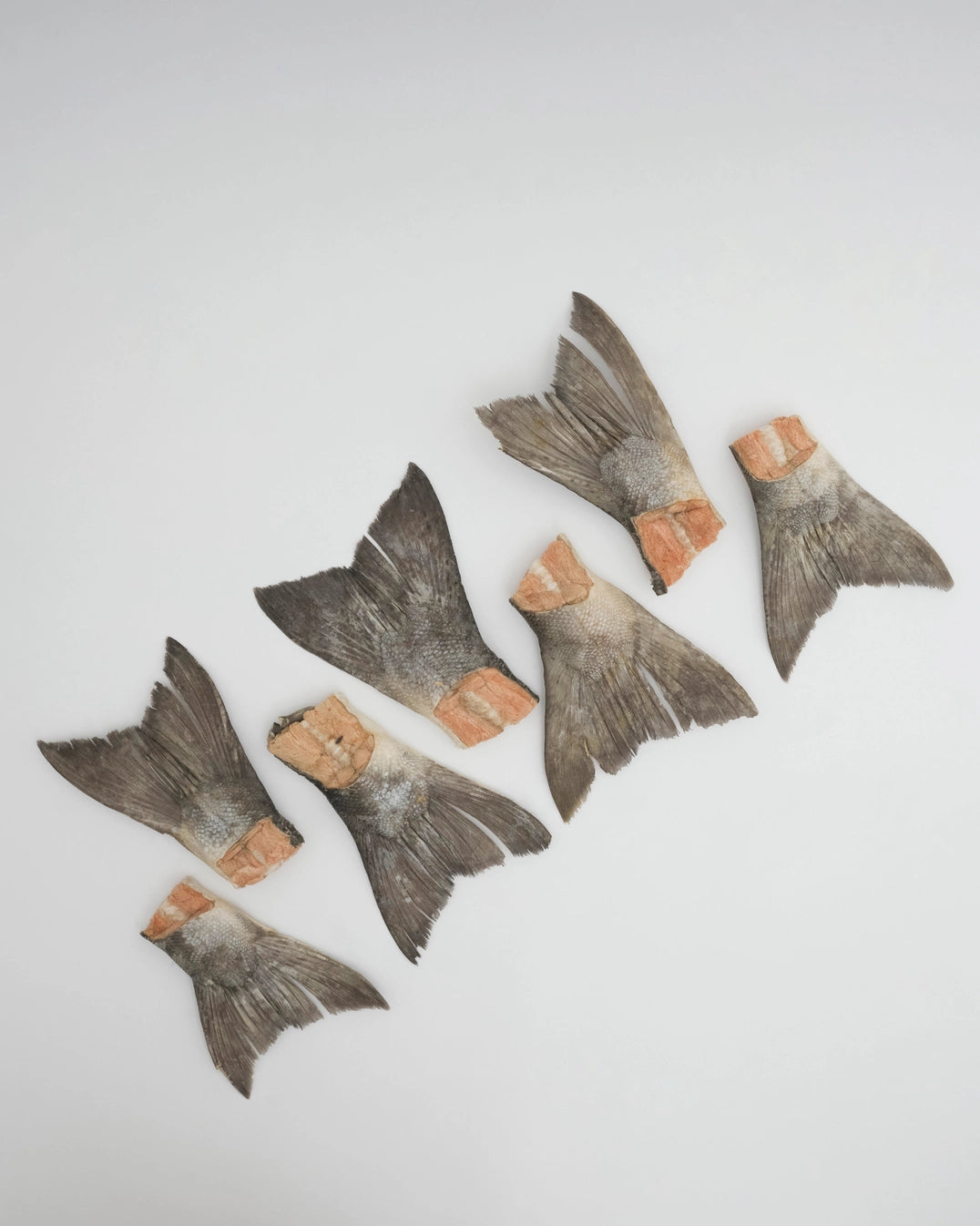Amica Science - Wild Salmon Tails