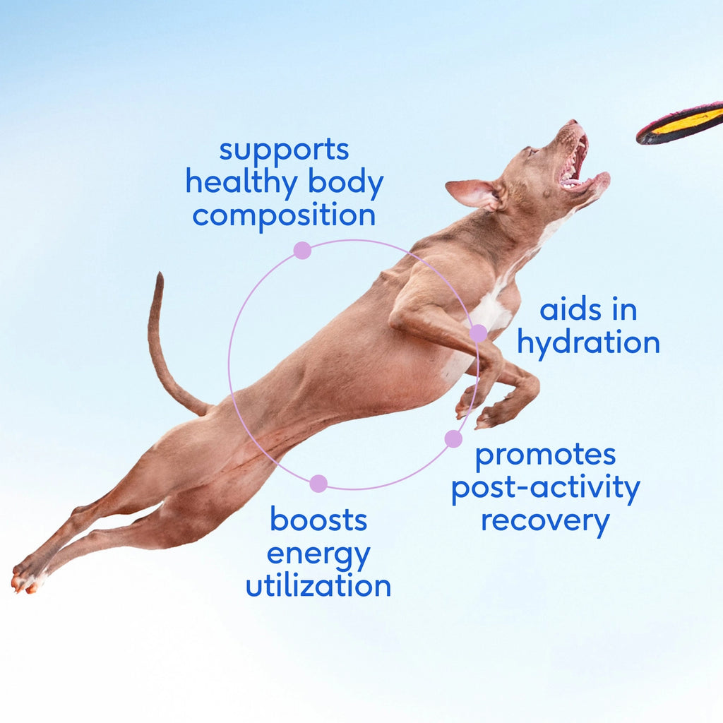 Native Pet Goat Milk Powder Recovery & Energy Support For Active Dogs