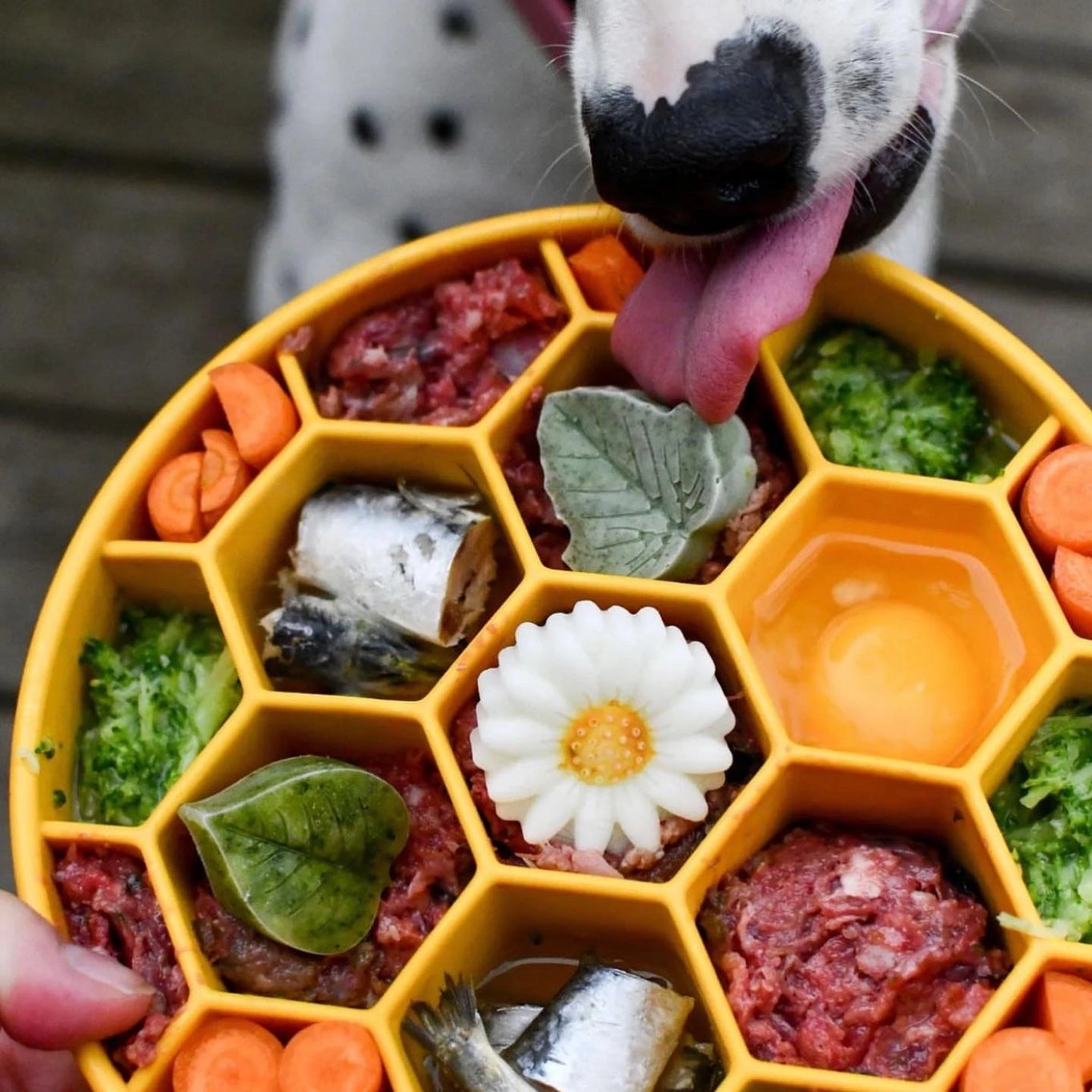 Sodapup Honeycomb Design Slow Feeder Bowl For Dogs