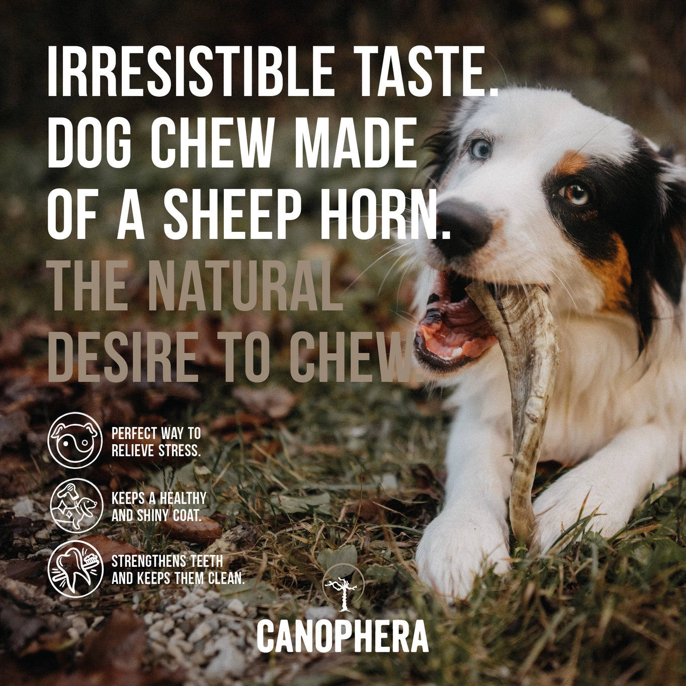 Canophera Sheep Horn Dog Chew