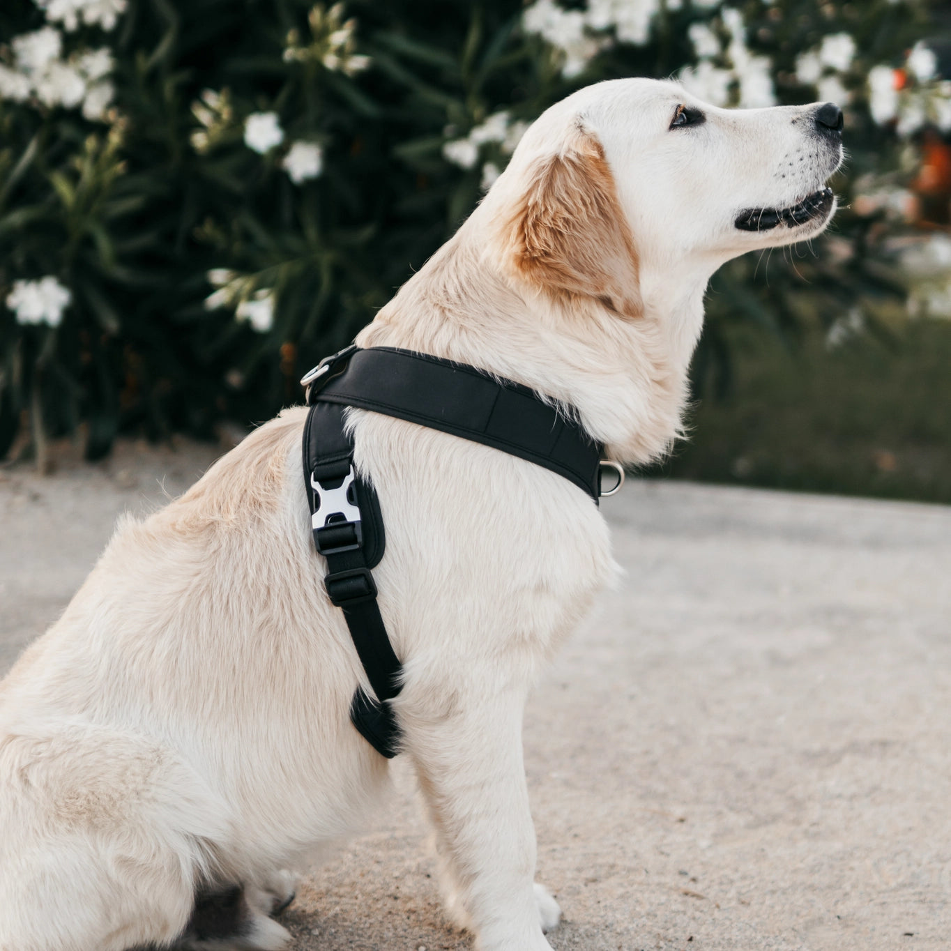 Roam Luxe Dog Harness
