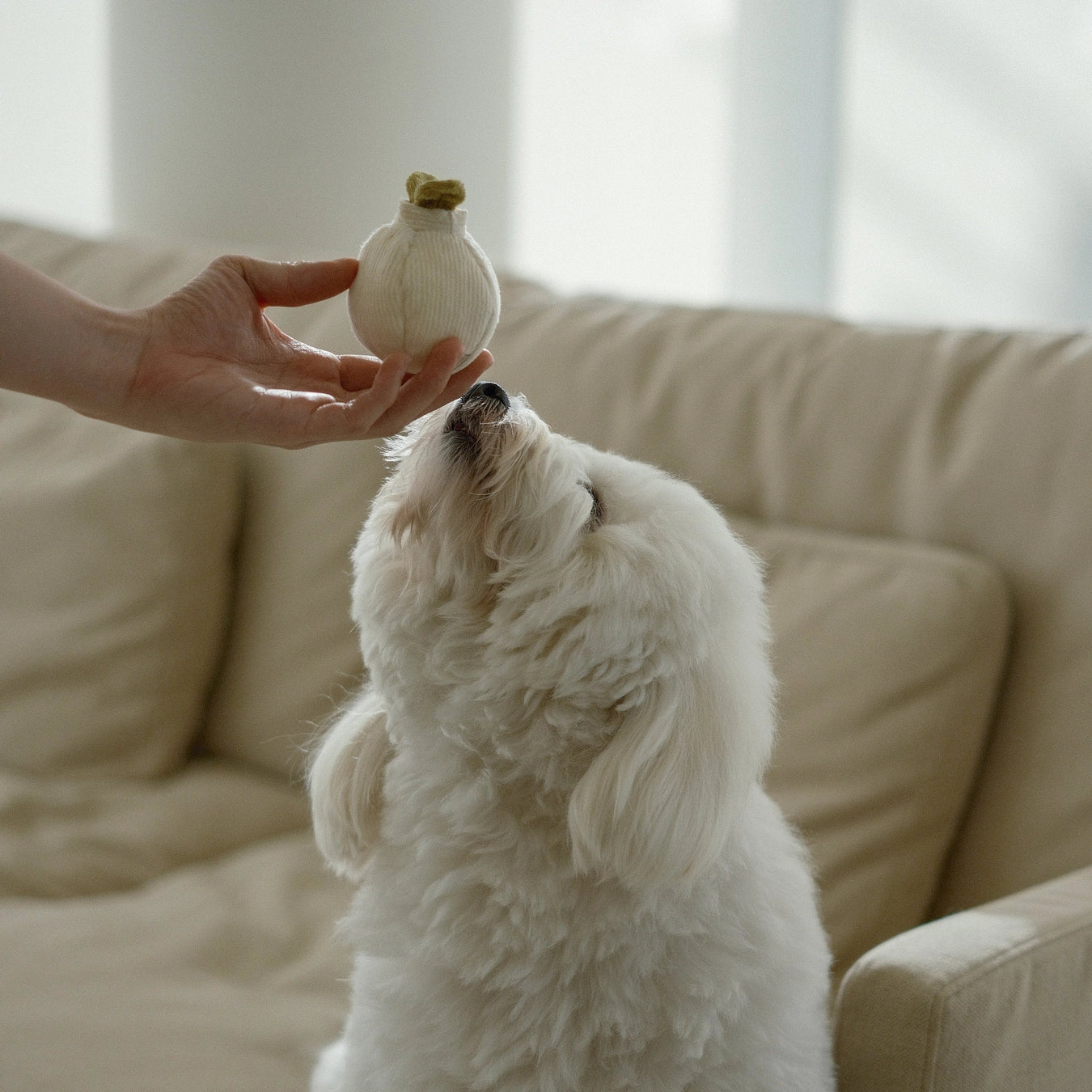 Lambwolf Collective Garlic Pop Toy