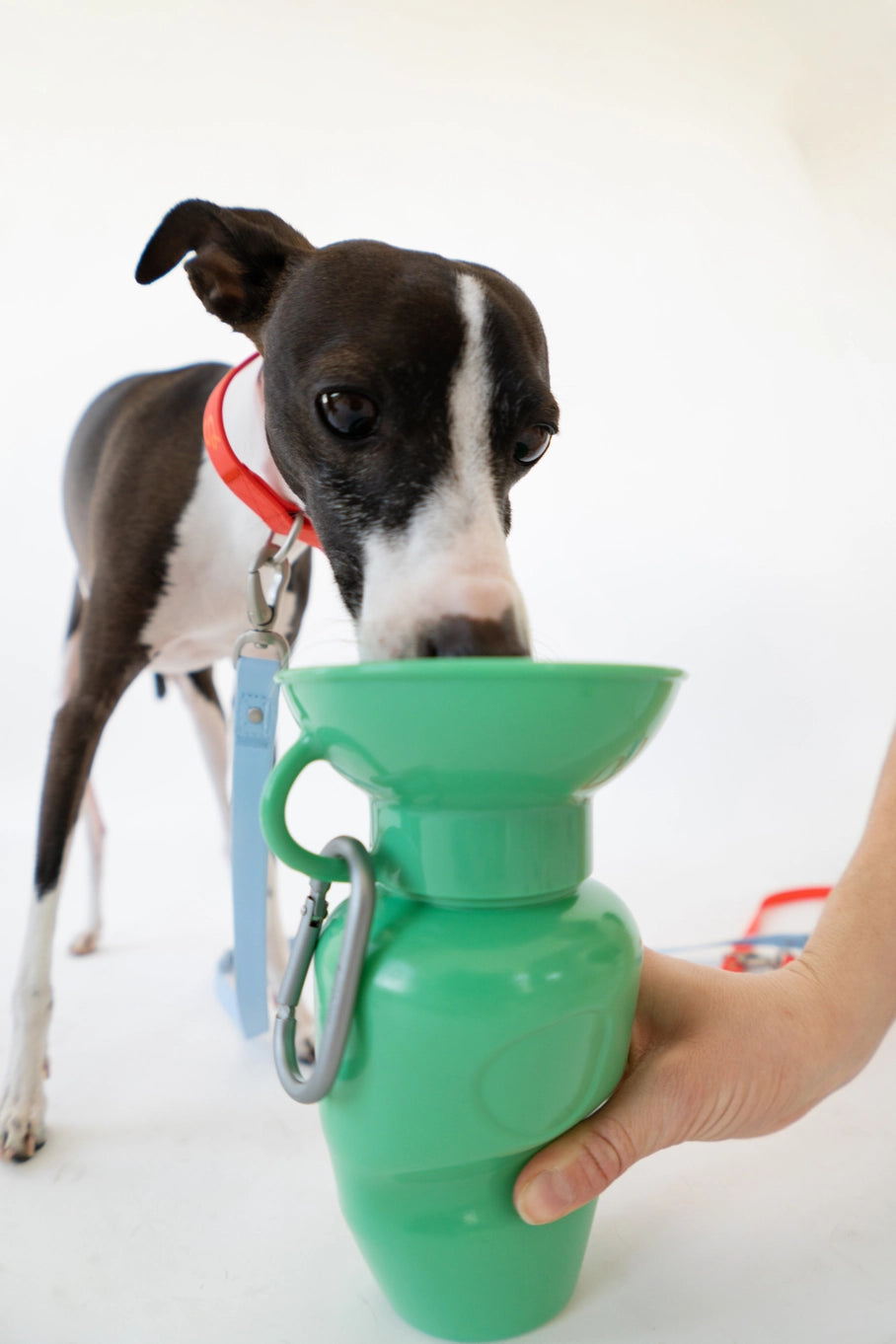Springland Pets Dog Travel Water Bottle Bowl 22oz