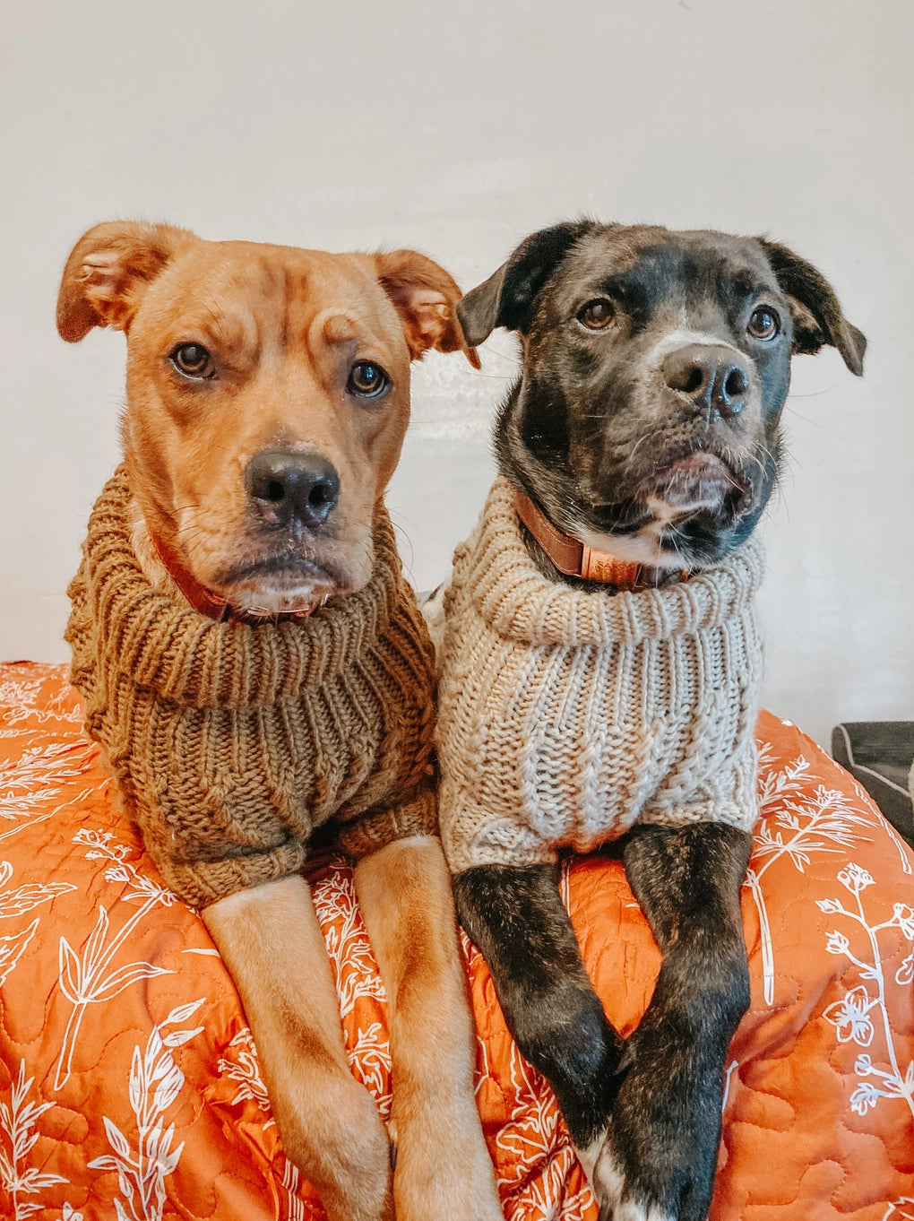 Sassy Woof Dog Cable Knit Sweater