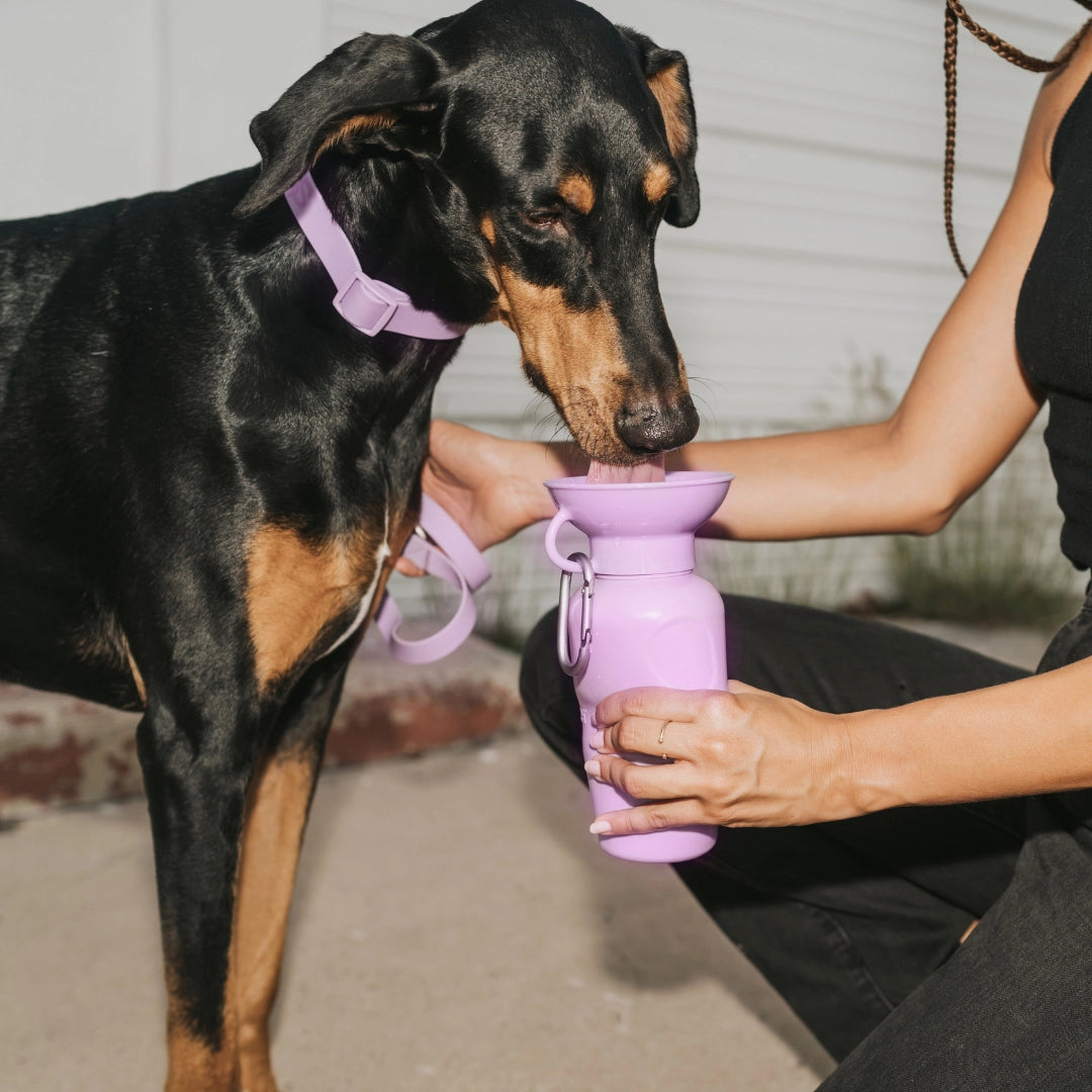 Springland Pets Dog Travel Water Bottle Bowl 22oz