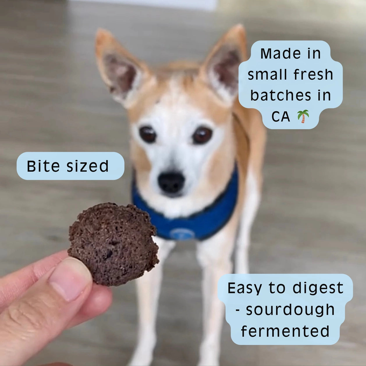 Sour Dog Berry Blessed - Blueberry Sourdough Dog Treats