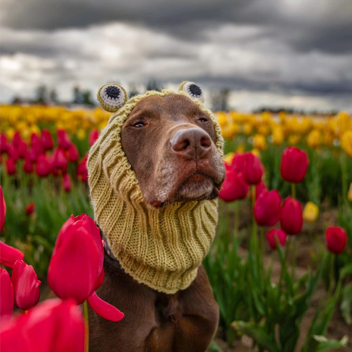 Frog Snood
