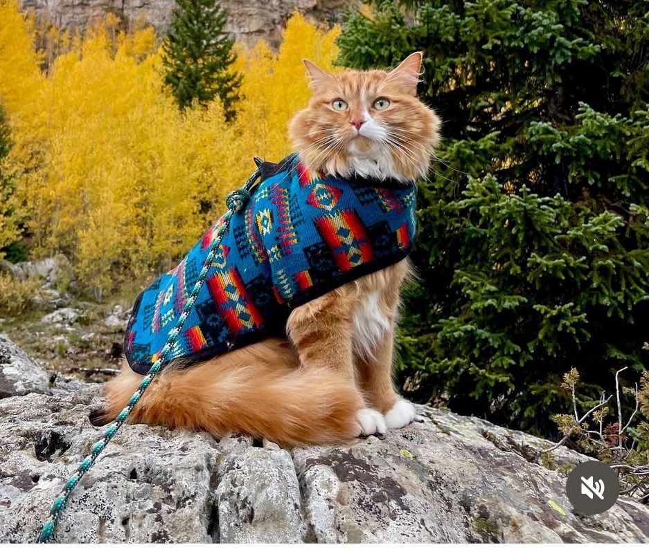 Chilly Dog Blanket Coat