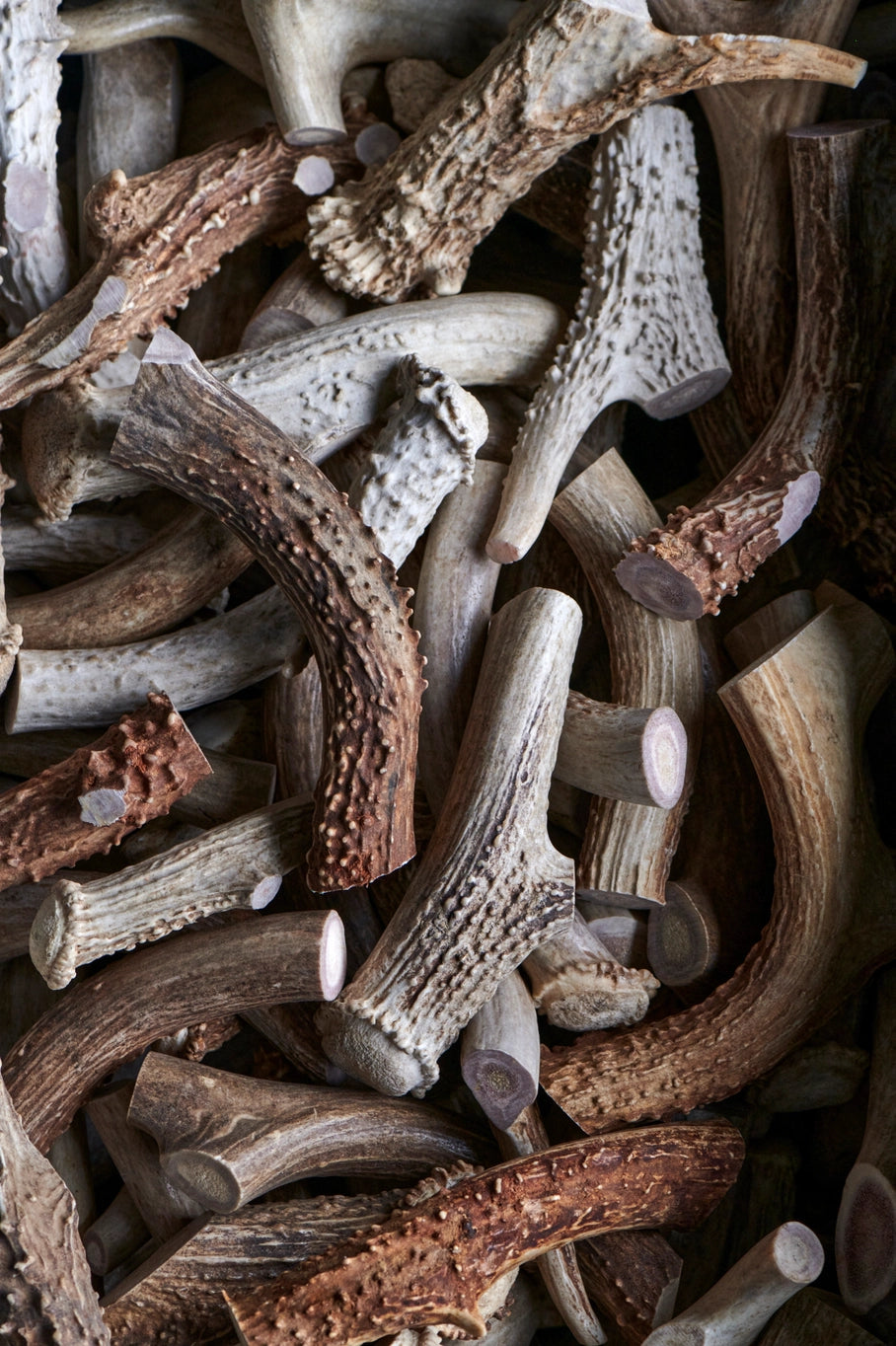Whole Elk Antlers