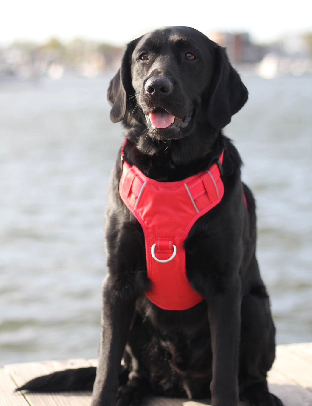 Baydog Chesapeake Bay Dog Harness