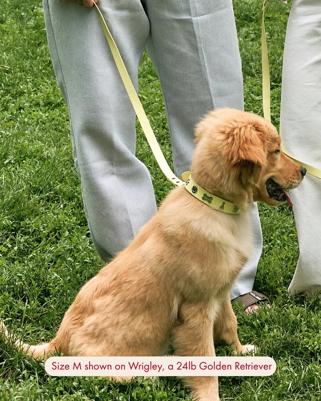 Dear Deuce The Social Butterfly Collar