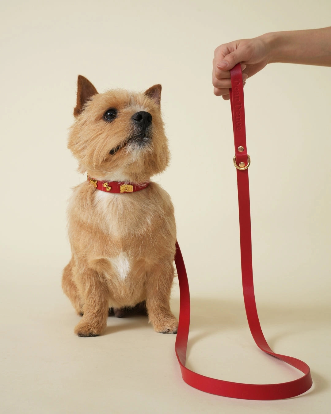 Dear Deuce The Foodie Leash