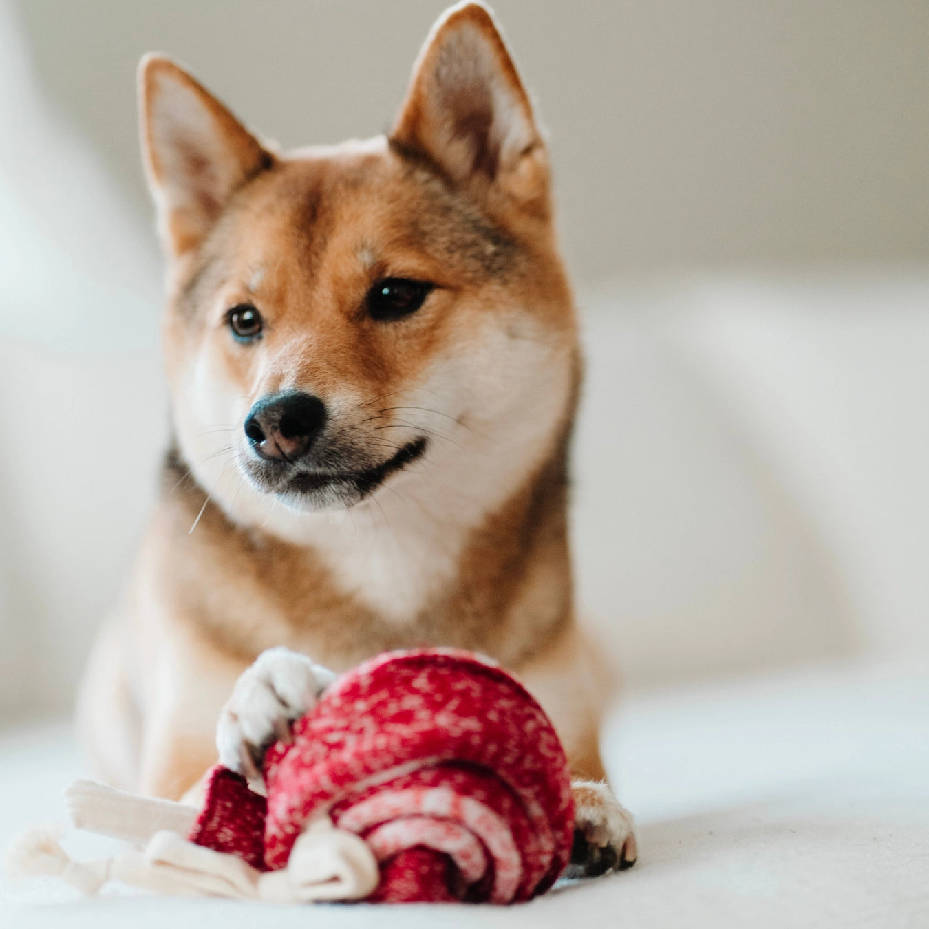 Lambwolf Collective - Lollipop Enrichment Dog Toy