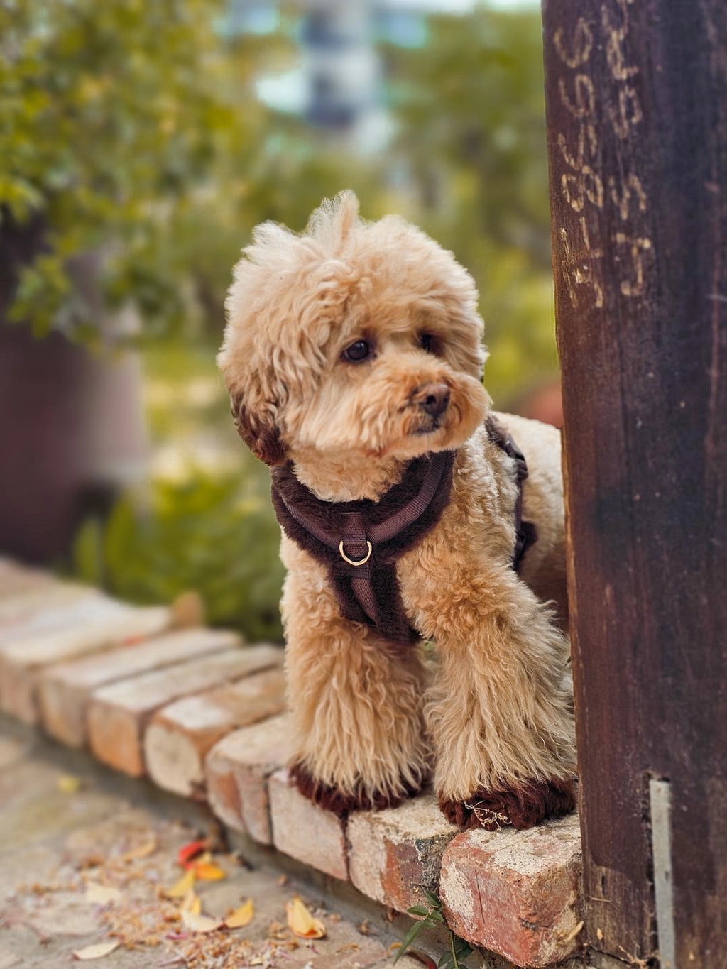 GIGI's USA Comfort Furlowe Harness - Mocha