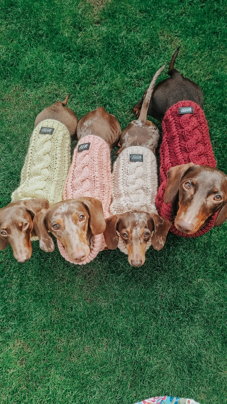 Sassy Woof Dog Cable Knit Sweater