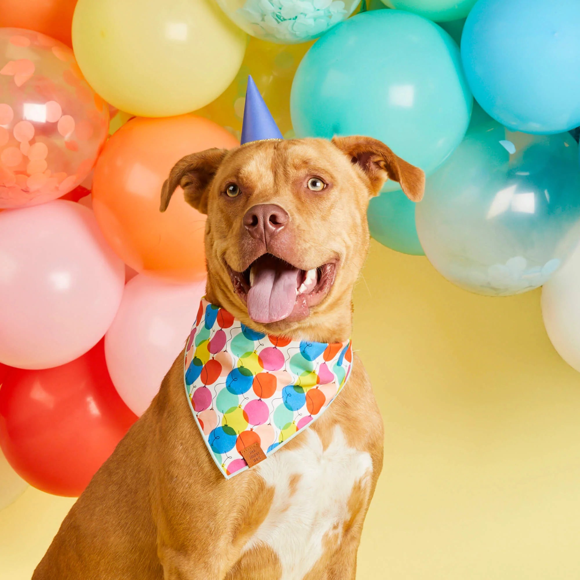 The Foggy Dog Pup, Pup and Away Birthday Dog Bandana