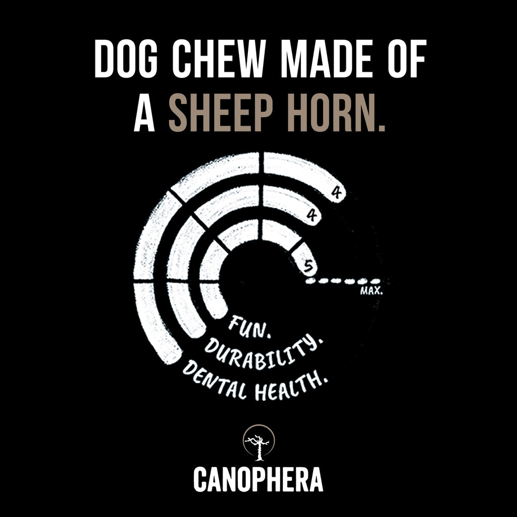 Canophera Sheep Horn Dog Chew
