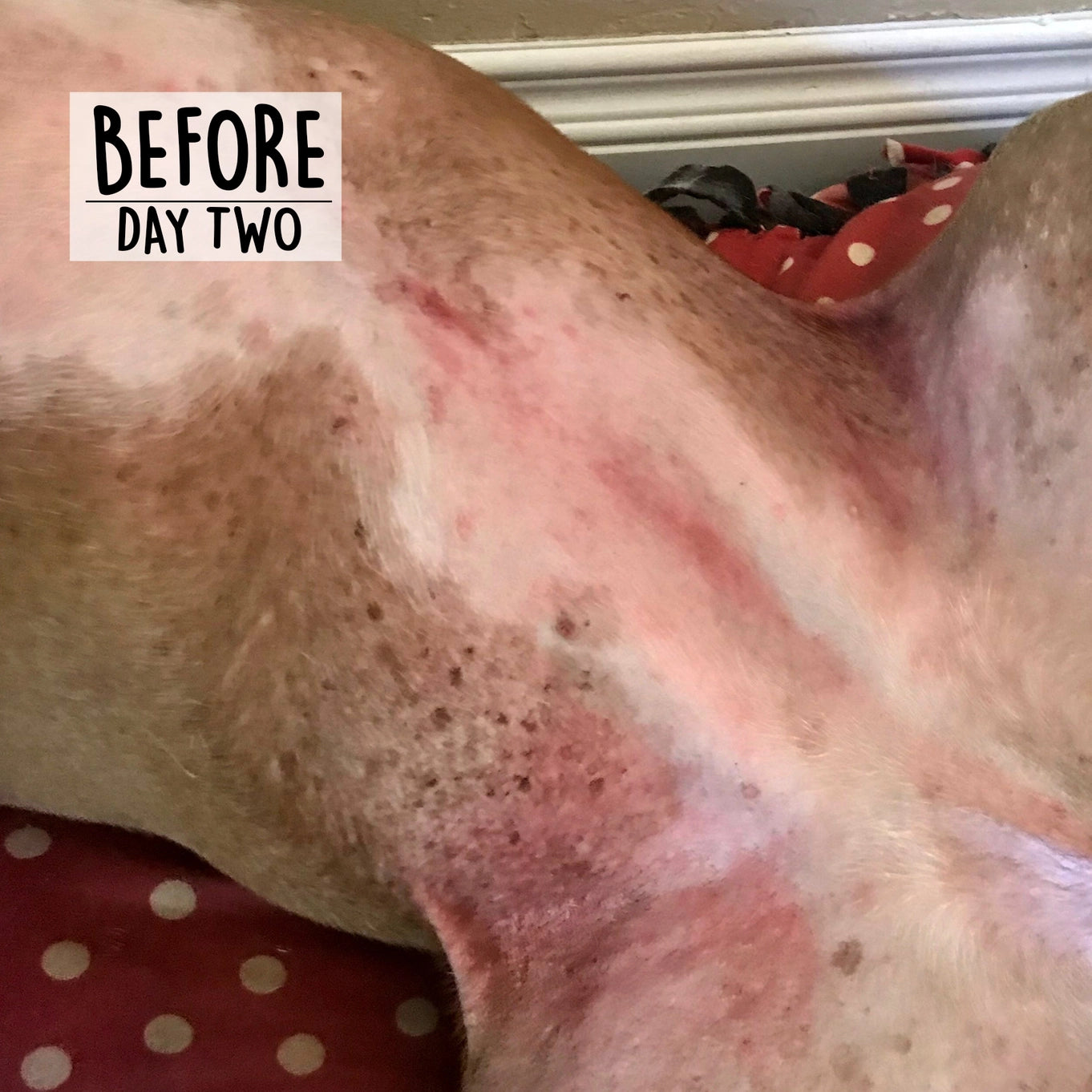 Cordoba Farms Skin Therapy Balm