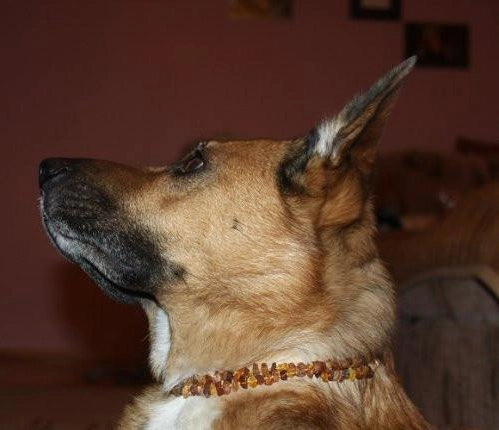 Dog or Cat Pet Baltic Essentials Amber Repel Flea and Tick Collar