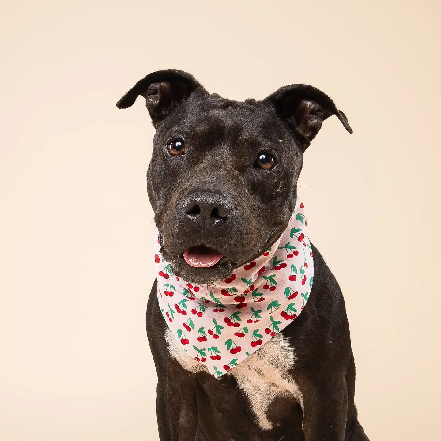 Four Paws Annex Cherry Pop Dog Bandana
