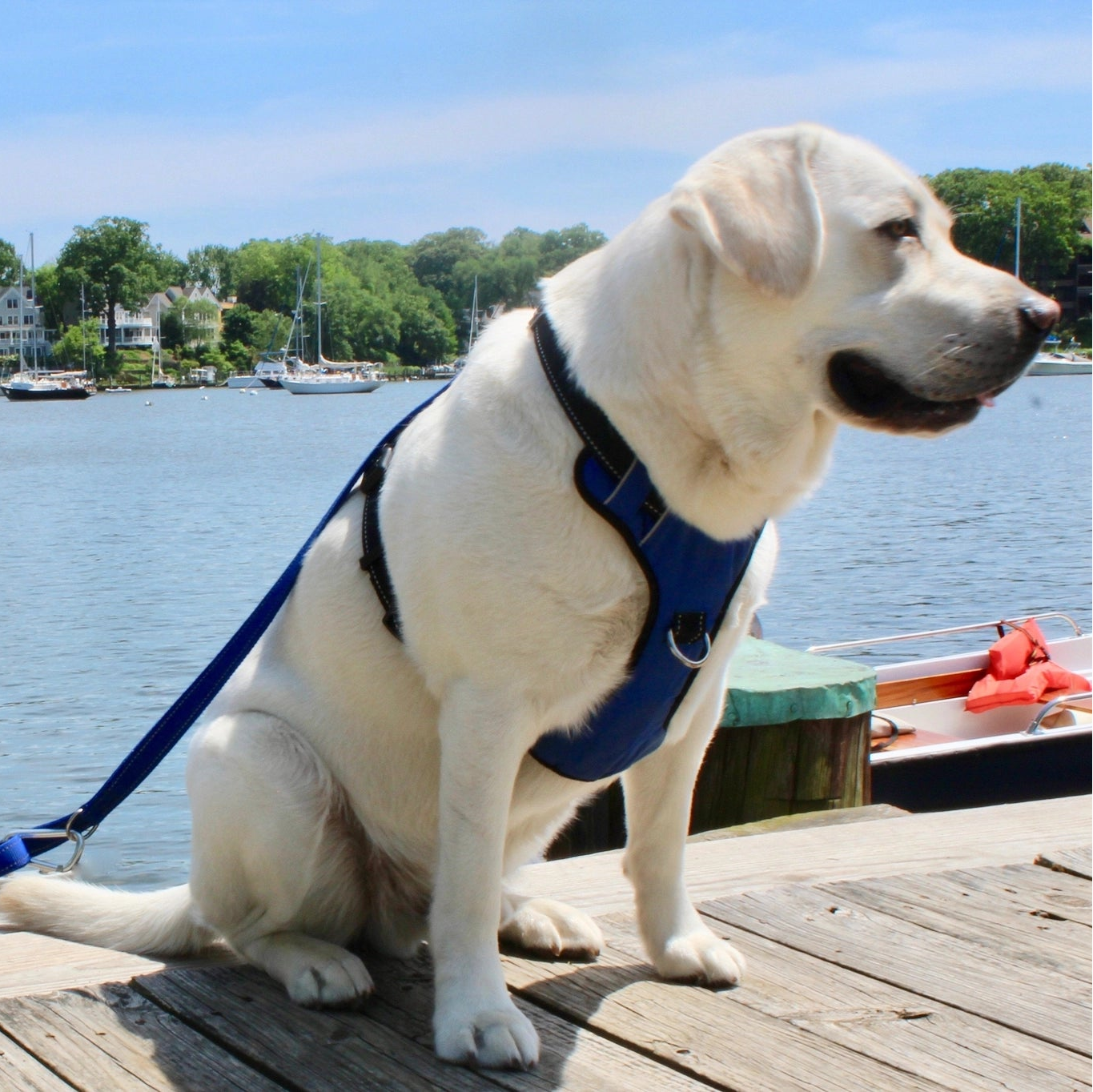 Baydog Hudson 4ft Leash