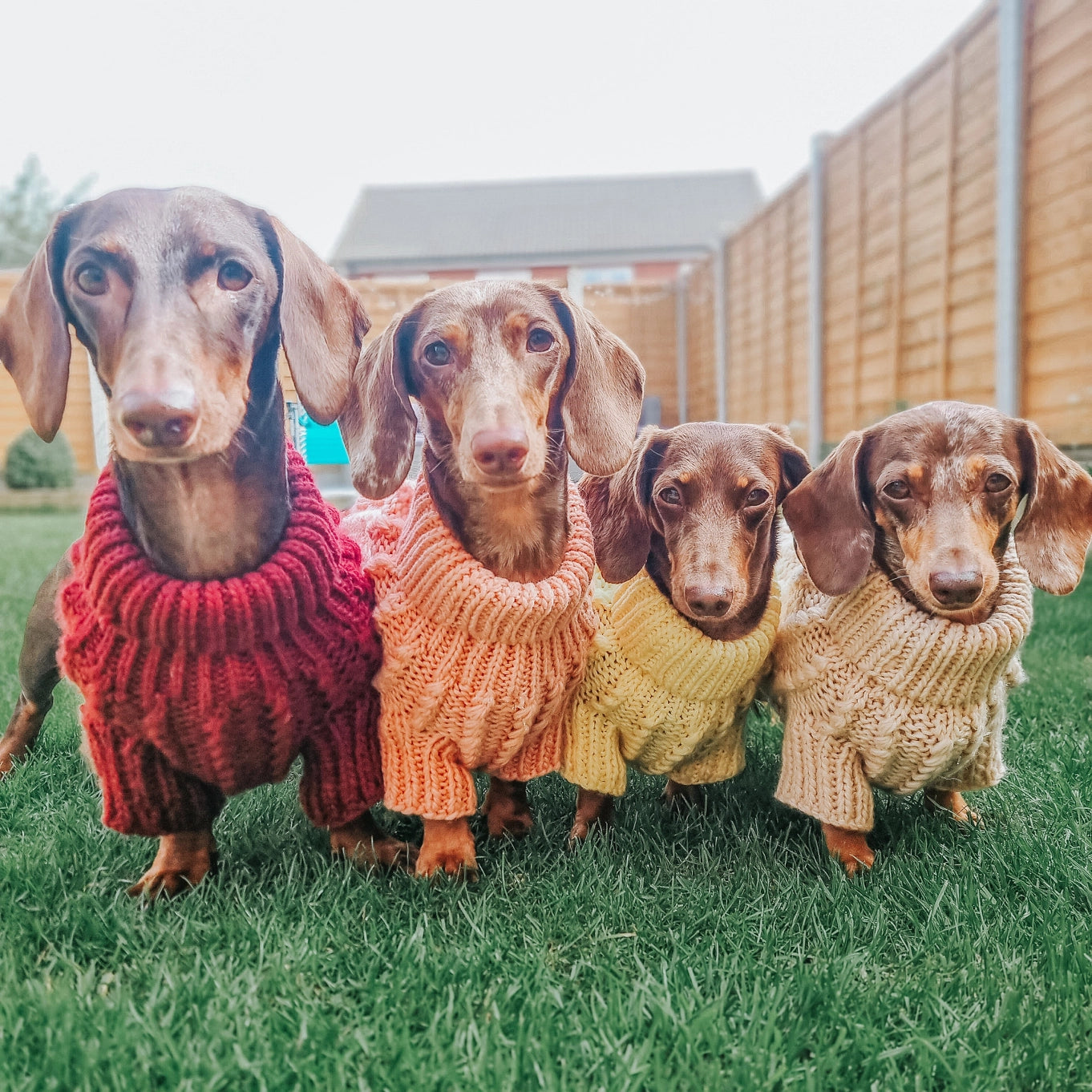 Sassy Woof Dog Cable Knit Sweater