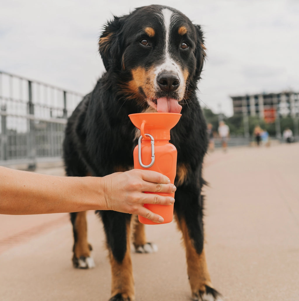 Springland Pets Dog Travel Water Bottle Bowl 22oz