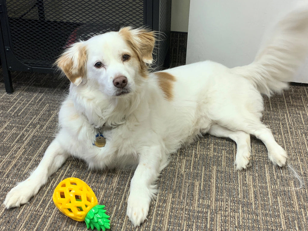 Steel Dog Slow Treater Pineapple